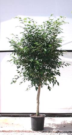 14" Ficus Benjamina Standard